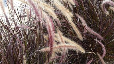 Pennisetum advena Ru